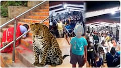 Tiger Attack on Girl in Tirumala | బాలికపై చిరుత దాడితో.. అలిపిరి నడక మార్గంలో హై టెన్షన్ |ABP Desam