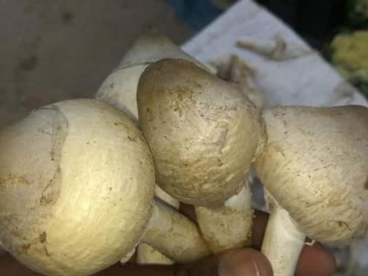 diet tips tetanus mushroom benefits for health in hindi साल में सिर्फ 8 दिन ही मिलती है ये लाजवाब सब्जी, फायदे इतने कि हैरान रह जाएंगे आप
