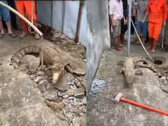 एक के बाद एक जमीन फाड़कर निकले 3 खूंखार मगरमच्छ, Video देख हर कोई रह गया दंग