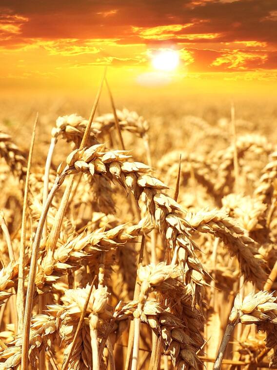 इस खतरनाक वायरस से बचाएं अपनी फसल, नहीं तो कर देगा बर्बाद