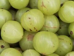 Amla Benefits: ਚਿੱਟੇ ਵਾਲਾਂ ਨੂੰ ਕਰਨਾ ਚਾਹੁੰਦੇ ਕੁਦਰਤੀ ਕਾਲਾ, ਤਾਂ ਖਾਓ ਇਹ ਚੀਜ਼, ਥੋੜੇ ਦਿਨਾਂ 'ਚ ਹੀ ਨਜ਼ਰ ਆਵੇਗਾ ਅਸਰ