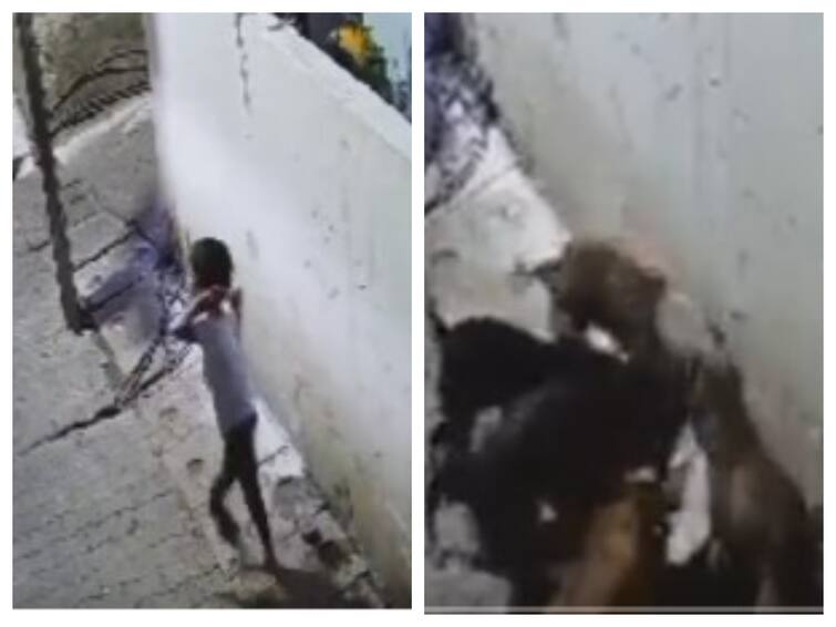 Shocking Video 7 year old attacked by stray dogs in Uttar Pradesh severely injured Shocking Video: தொடரும் பயங்கரம்: 7 வயது சிறுவனை சுற்றி வளைத்த நாய்கள்... கடித்து குதறிய கொடூரம்.. ஷாக் வீடியோ!