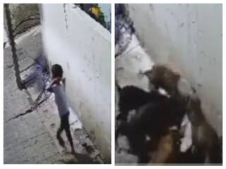 Shocking Video 7 year old attacked by stray dogs in Uttar Pradesh severely injured Shocking Video: தொடரும் பயங்கரம்: 7 வயது சிறுவனை சுற்றி வளைத்த நாய்கள்... கடித்து குதறிய கொடூரம்.. ஷாக் வீடியோ!