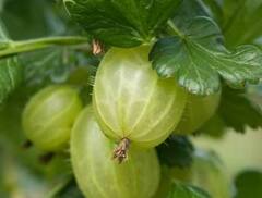 Amla Benefits: ਚਿੱਟੇ ਵਾਲਾਂ ਨੂੰ ਕਰਨਾ ਚਾਹੁੰਦੇ ਕੁਦਰਤੀ ਕਾਲਾ, ਤਾਂ ਖਾਓ ਇਹ ਚੀਜ਼, ਥੋੜੇ ਦਿਨਾਂ 'ਚ ਹੀ ਨਜ਼ਰ ਆਵੇਗਾ ਅਸਰ