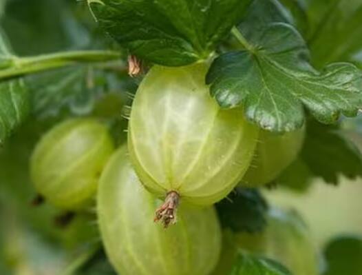 ਆਂਵਲੇ ਵਿੱਚ ਮੌਜੂਦ ਵਿਟਾਮਿਨ ਸੀ ਵਾਲਾਂ ਨੂੰ ਸਮੇਂ ਤੋਂ ਪਹਿਲਾਂ ਚਿੱਟੇ ਹੋਣ ਤੋਂ ਰੋਕਣ ਵਿੱਚ ਮਦਦ ਕਰਦਾ ਹੈ। ਆਂਵਲਾ ਵਾਤਾਵਰਨ ਵਿਚ ਮੌਜੂਦ ਹਾਨੀਕਾਰਕ ਤੱਤਾਂ ਨੂੰ ਵਾਲਾਂ 'ਤੇ ਪ੍ਰਭਾਵਤ ਨਹੀਂ ਹੋਣ ਦਿੰਦਾ। ਇਸ ਦੇ ਨਾਲ ਹੀ ਆਂਵਲੇ 'ਚ ਐਂਟੀਬੈਕਟੀਰੀਅਲ, ਐਂਟੀਇੰਫਲੇਮੇਟਰੀ ਅਤੇ ਐਂਟੀਫੰਗਲ ਗੁਣ ਵੀ ਹੁੰਦੇ ਹਨ ਜੋ ਖੋਪੜੀ ਦੇ ਇਨਫੈਕਸ਼ਨ ਨੂੰ ਰੋਕਦੇ ਹਨ ਅਤੇ ਡੈਂਡਰਫ ਦੀ ਸਮੱਸਿਆ ਤੋਂ ਵੀ ਛੁਟਕਾਰਾ ਪਾਉਂਦੇ ਹਨ।