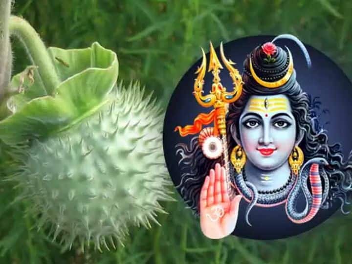 गण गौरी शंकरार्धांगि यथा त्वं शंकर प्रिया, मां कुरु कल्याणी कांत कांता सुदुर्लभाम्।। - हरियाली तीज के दिन माता पार्वती को सुहाग की सामग्री चढ़ाते हुए इस मंत्र का जाप करें. मान्यता है इससे देवी पार्वती सदा सुहागिन रहने का आशीर्वाद देती हैं.