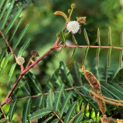 छुईमुई के पौधे से हो सकता है कई समस्याओं का इलाज...आप भी जाने इसके फायदे