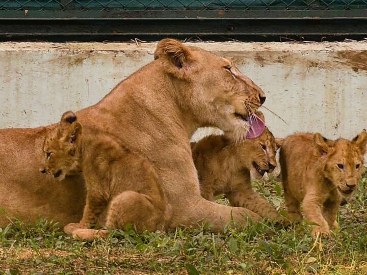 इटावा सफारी पार्क में शेरनी ‘सोना’ के पांचवें शावक की भी मौत, दो घंटे चला था इलाज