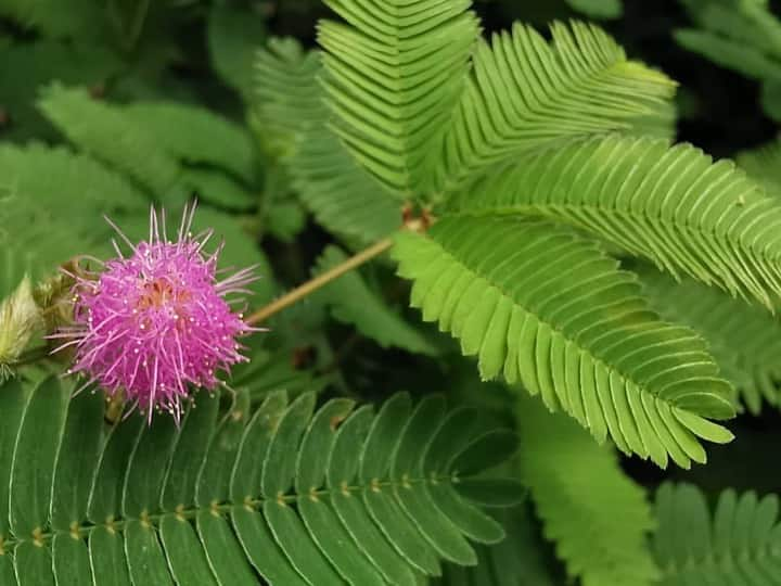 लाजवंती जिसे छुईमुई के नाम से जाना जाता है, ये पौधा औषधीय गुणों से भरपूर होता है. इससे शरीर को कई सारे फायदे मिलते हैं. आइए जानते हैं इससे मिलने वाले फायदे के बारे में...