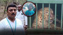 Tiger Attack on Girl in Tirumala |బోనులో చిక్కిన చిరుత.. పాపను చంపింది ఇదేనా అంటూ అనుమానాలు..? | ABP
