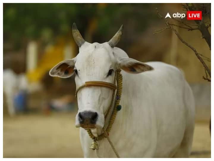 Cattle sitting on National Highway crushed by unknown vehicle, 18 cows died ann Chhattisgarh News: नेशनल हाईवे पर बैठे मवेशियों को अज्ञात वाहन ने कुचला, 18 गायों की मौत