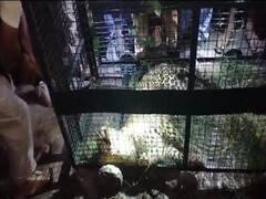 बिजनौर: यूपी वन विभाग ने अलग-अलग जगहों से पकड़े दो तेंदुए, ग्रामीणों ने ली राहत की सांस