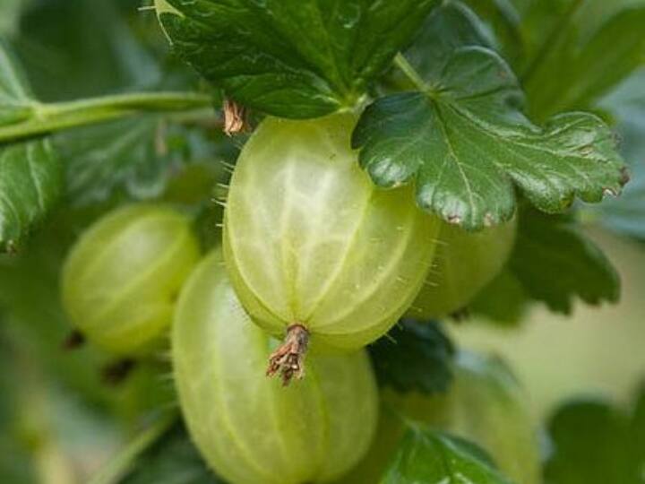 आंवले में मौजूद विटामिन सी कम उम्र में सफेद  हो रहे बालों को रोकने में मदद करता है. पर्यावरण में हो रहे हानिकारक तत्वों का असर आंवला बालों पर नहीं होने देता. इसके साथ ही आंवले में एंटीबैक्टीरियल, एंटीइंफ्लेमेटरी और एंटीफंगल गुण भी होते हैं जो कि स्कैल्प इंफेक्शन को रोकते हैं और रूसी की समस्या से भी छुटकारा दिलाते हैं.