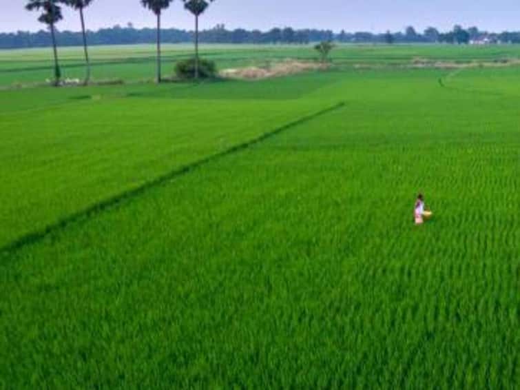Total Cultivated Area In Telangana Goes Up From 1.31 Crore To 2.20 Crore Acres Since 2014: Govt Total Cultivated Area In Telangana Goes Up From 1.31 Crore To 2.20 Crore Acres Since 2014: Govt