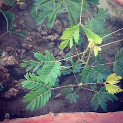 छुईमुई के पौधे से हो सकता है कई समस्याओं का इलाज...आप भी जाने इसके फायदे