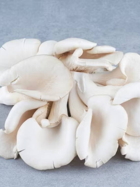 अब मिट्टी के घड़े में उगेंगे ऑयस्टर मशरूम, जानें किफायती तकनीक