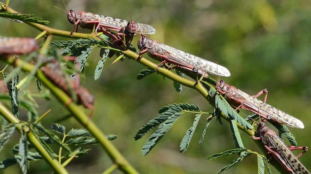 Locust:  ખેડૂતોના પાકને તબાહ કરી નાંખતા તીડને લઈ બનાસકાંઠાના ધરતીપુત્રો માટે સૌથી મોટા રાહતના સમાચાર, જાણો વિગત