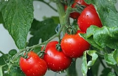 Lifestyle:টোম্যাটোর এত গুণ!