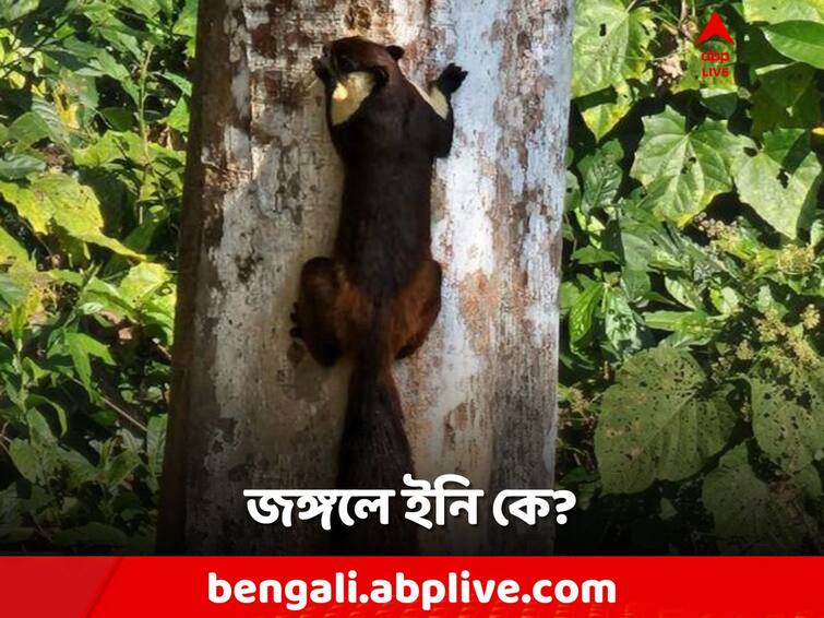 Forest Officer Shares Pic Of One Of World's Largest Squirrel Species Found In India, Buxa, Alipurduar Viral News: বক্সার জঙ্গলে ইনি কে? ছবি ভাইরাল নেটদুনিয়ায়