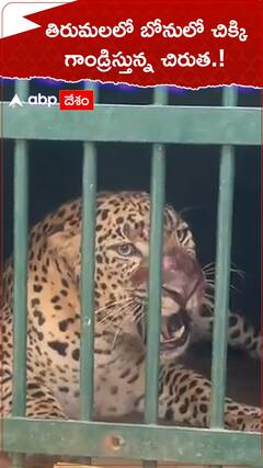 తిరుమల బోనులో చిక్కి గాండ్రిస్తున్న చిరుత.!