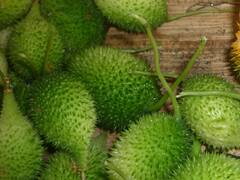 Kantola Health Benefits: वजन कम करने से लेकर त्वचा की देखभाल तक, जानें कंटोला खाने के जबरदस्त फायदे