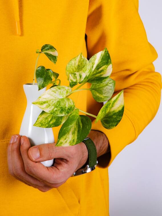 मनी प्लांट लगाते वक्त बरतें ये सावधानी, कभी नहीं सूखेगा पौधा