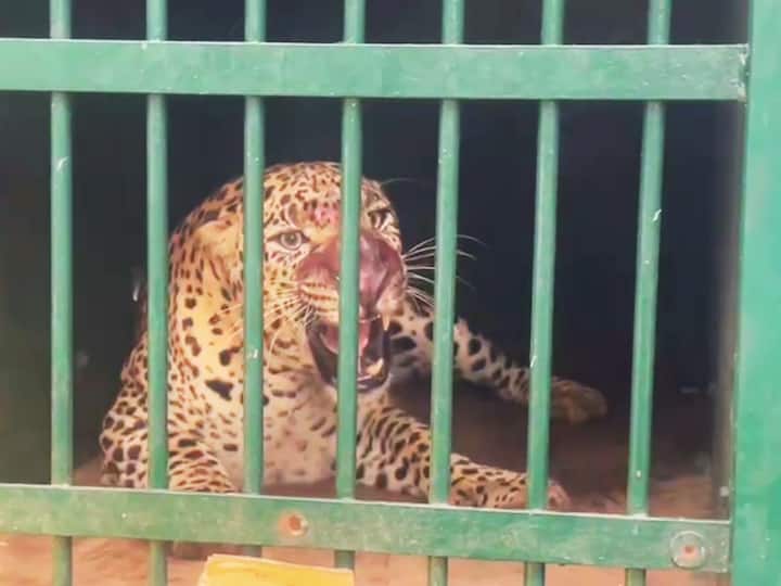 Cheetah catched by forest officers in tirumala తిరుమలలో చిక్కిన చిరుత- చిన్నారిని చంపిన మ్యాన్ ఈటర్‌ ఇదేనా!