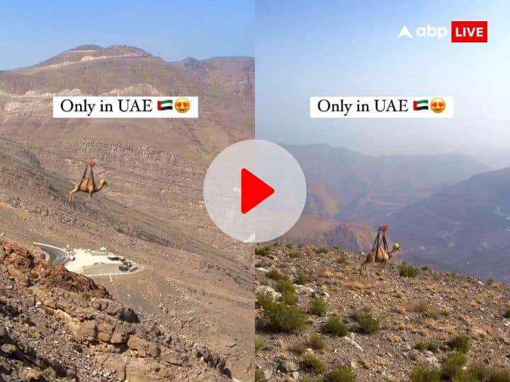 Camel stunt on world highest zipline in uae video viral on social media दुनिया की सबसे ऊंची जिपलाइन पर ऊंट ने किया स्टंट! केबल से लटककर दिखाया हैरान करने वाला करतब VIDEO