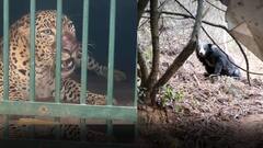 Tiger Attack on Girl in Tirumala | శ్రీవారి మెట్టు నడకమార్గంలో ఎలుగుబంటి హల్ చల్ | DNN| ABP Desam