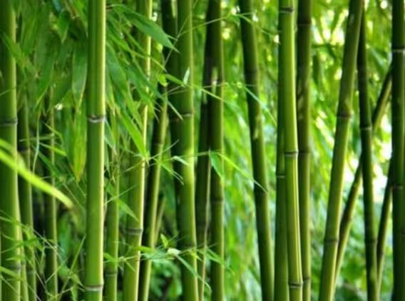 Benefits of Bamboo: Bamboo tree is beneficial from mouth sores to strengthening immunity, know its benefits.