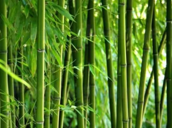 Benefits of Bamboo: Bamboo tree is beneficial from mouth sores to strengthening immunity, know its benefits. Benefits of Bamboo: Bamboo tree is beneficial from mouth sores to strengthening immunity, know its benefits.