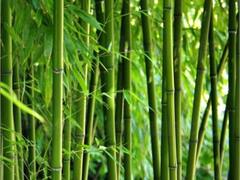 Bamboo Benefits: मुंह के छालों से लेकर इम्युनिटी मजबूत करने तक में लाभदायक होता है बांस का पेड़, जानिए इसके फायदे