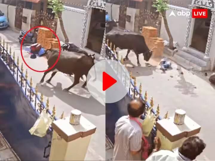 cow attack on girl return from school in Chennai video viral on social media Viral Video: ਗਾਂ ਨੇ ਬੱਚੀ ਨੂੰ ਆਪਣੇ ਸਿੰਗਾਂ ਨਾਲ ਕੁੱਟਿਆ, ਫਿਰ ਜ਼ਮੀਨ 'ਤੇ ਘਸੀਟ ਕੇ ਕੁੱਟਿਆ, ਵੀਡੀਓ ਦੇਖ ਕੇ ਰੂਹ ਕੰਬ ਜਾਵੇਗੀ