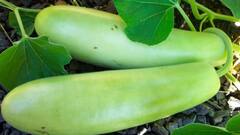 Agriculture : ਕਿਸਾਨਾਂ ਲਈ ਲਾਹੇਵੰਦ ਹੋ ਰਹੀ ਹੈ ਲੌਕੀ ਦੀ ਖੇਤੀ, ਕਿਸਾਨਾਂ ਨੇ ਦਿੱਤੀ ਇਸ ਫ਼ਸਲ ਨੂੰ ਪਹਿਲ