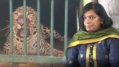 చిరుతను బంధించిన తర్వాత ఏం చేస్తారు..?