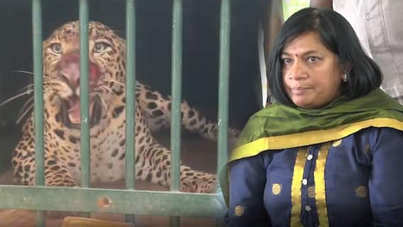 చిరుతను బంధించిన తర్వాత ఏం చేస్తారు..?