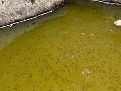 एमसीडी ने तेज किया मच्छररोधी अभियान, गाइडलाइन का पालन न करने पर 209 को नोटिस जारी 