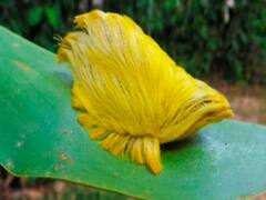 Viral News: ਇਹ ਕੀੜੇ ਦੂਰੋਂ ਵੀ ਦਿਸਣ ਤਾਂ ਬਿਜਲੀ ਦੀ ਰਫ਼ਤਾਰ ਨਾਲ ਦੌੜੋ, ਜੇ ਡੰਗ ਮਾਰ ਦਿੱਤਾ ਤਾਂ ਚਲੀ ਜਾਵੇਗੀ ਜਾਨ!