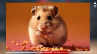 Get Rid of Rats: ਜੇ ਚੂਹਿਆਂ ਤੋਂ ਹੋ ਪ੍ਰੇਸ਼ਾਨ ਤਾਂ ਇਹ ਘਰੇਲੂ ਤਰੀਕੇ ਅਪਣਾਓ...ਹਮੇਸ਼ਾ ਲਈ ਚੂਹਿਆਂ ਤੋਂ ਛੁਟਕਾਰਾ ਪਾਓ