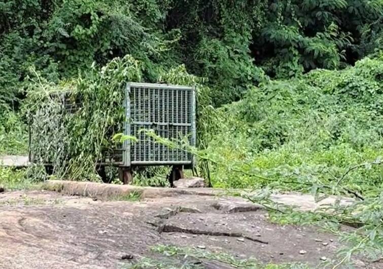 Fear of leopards in the Hathmati river bank area in Himmat Nagar panic among the cattle breaders Himmantnagar: હાથમતી નદી કિનારા વિસ્તારમાં દીપડોની આશંકાએ પશુપાલકોમાં ફફડાટ