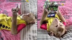 Funny Video: ਬਾਂਦਰ ਨੇ ਫੋਨ ਹੱਥ ਵਿੱਚ ਆਉਂਦੇ ਹੀ ਇਨਸਾਨਾਂ ਵਾਂਗ ਕੀਤਾ ਸੰਚਾਲਿਤ, ਲੋਕਾਂ ਨੇ ਕਿਹਾ- ਇਹ ਵੀ ਰੀਲ ਦਾ ਆਦੀ ਲੱਗਦਾ