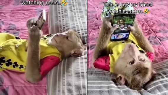 Funny Video: ਬਾਂਦਰ ਨੇ ਫੋਨ ਹੱਥ ਵਿੱਚ ਆਉਂਦੇ ਹੀ ਇਨਸਾਨਾਂ ਵਾਂਗ ਕੀਤਾ ਸੰਚਾਲਿਤ, ਲੋਕਾਂ ਨੇ ਕਿਹਾ- ਇਹ ਵੀ ਰੀਲ ਦਾ ਆਦੀ ਲੱਗਦਾ Funny Video: ਬਾਂਦਰ ਨੇ ਫੋਨ ਹੱਥ ਵਿੱਚ ਆਉਂਦੇ ਹੀ ਇਨਸਾਨਾਂ ਵਾਂਗ ਕੀਤਾ ਸੰਚਾਲਿਤ, ਲੋਕਾਂ ਨੇ ਕਿਹਾ- ਇਹ ਵੀ ਰੀਲ ਦਾ ਆਦੀ ਲੱਗਦਾ