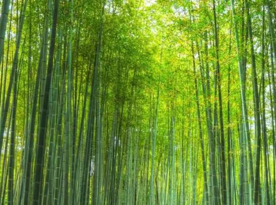 Benefits of Bamboo: Bamboo tree is beneficial from mouth sores to strengthening immunity, know its benefits. Benefits of Bamboo: Bamboo tree is beneficial from mouth sores to strengthening immunity, know its benefits.