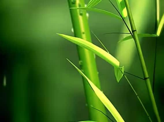 Benefits of Bamboo: Bamboo tree is beneficial from mouth sores to strengthening immunity, know its benefits. Benefits of Bamboo: Bamboo tree is beneficial from mouth sores to strengthening immunity, know its benefits.