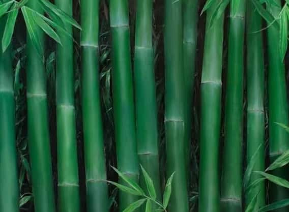 Benefits of Bamboo: Bamboo tree is beneficial from mouth sores to strengthening immunity, know its benefits. Benefits of Bamboo: Bamboo tree is beneficial from mouth sores to strengthening immunity, know its benefits.