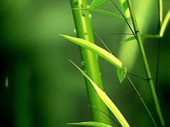 Bamboo Benefits: मुंह के छालों से लेकर इम्युनिटी मजबूत करने तक में लाभदायक होता है बांस का पेड़, जानिए इसके फायदे