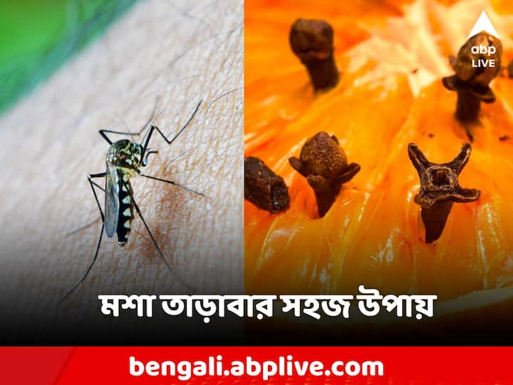 টানা এক বছর ঘর রাখুন মশামুক্ত! কীভাবে? রইল উপায়