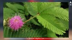 Health News: ਛੂਈਮੂਈ ਦੇ ਬੂਟੇ ਨਾਲ ਸਰੀਰ ਨੂੰ ਮਿਲਦੇ ਨੇ ਇਹ ਕਮਾਲ ਦੇ ਫਾਇਦੇ....ਤੁਹਾਨੂੰ ਵੀ ਪਤਾ ਹੋਣਾ ਚਾਹੀਦਾ ਇਸਦੇ ਬਾਰੇ