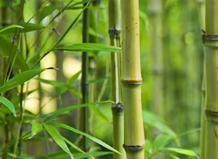 Health Tips, Bamboo Benefits: વાંસનો ઉપયોગ સદીઓથી દવા તરીકે કરવામાં આવે છે. વાંસના પાનનો ઉપયોગ કરીને ત્વચા અને શ્વાસ સંબંધી સમસ્યાઓ દૂર કરી શકાય છે. આવો જાણીએ તેના ફાયદાઓ વિશે.