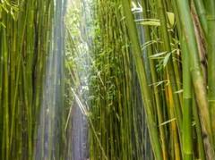 Bamboo Benefits: મોંના ચાંદાથી લઈ ઈમ્યુનિટી મજબૂત કરવા સુધીમાં લાભદાયક છે વાંસનું વૃક્ષ, જાણો તેના ફાયદા